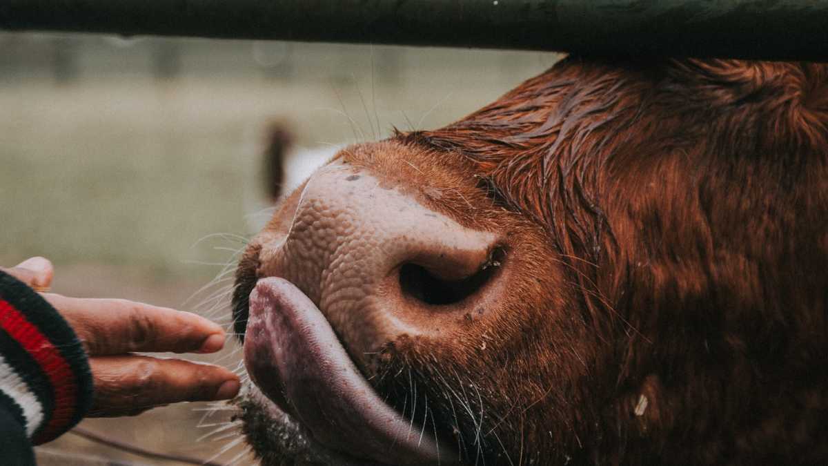 Immagine di Bestiame che morsica, un tema scottante