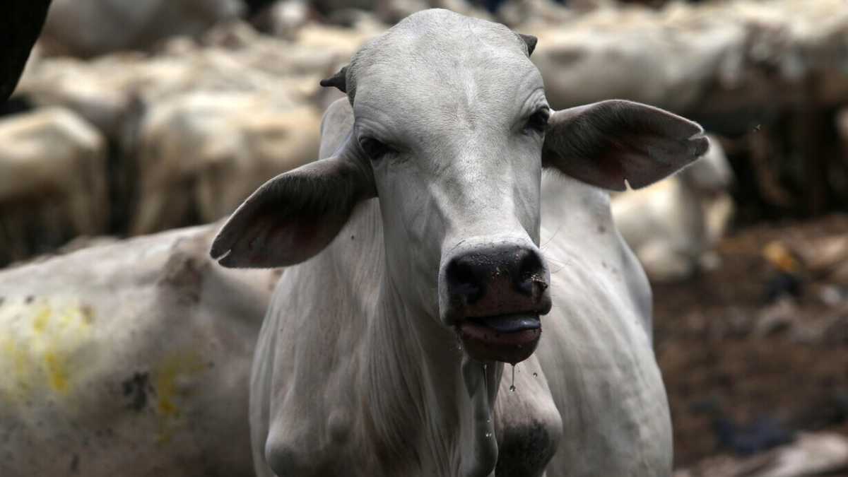 Immagine di Al bestiame preferisco il Portogallo
