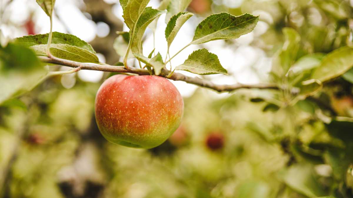 Immagine di È in arrivo il nuovo magazine del Foglio dedicato all’agricoltura
