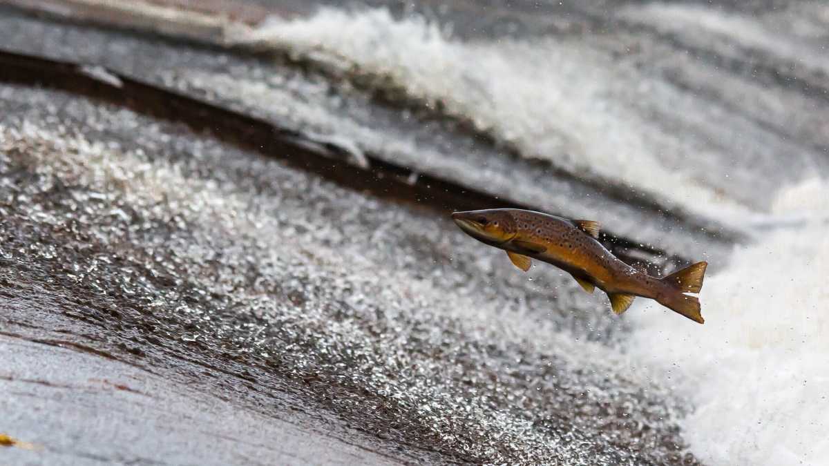 Immagine di Il grave problema dei salmoni che risalgono il Lambro
