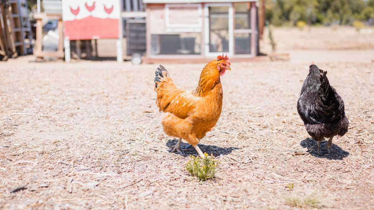 Immagine di Flannery O’Connor, ovvero l’assistente della gallina