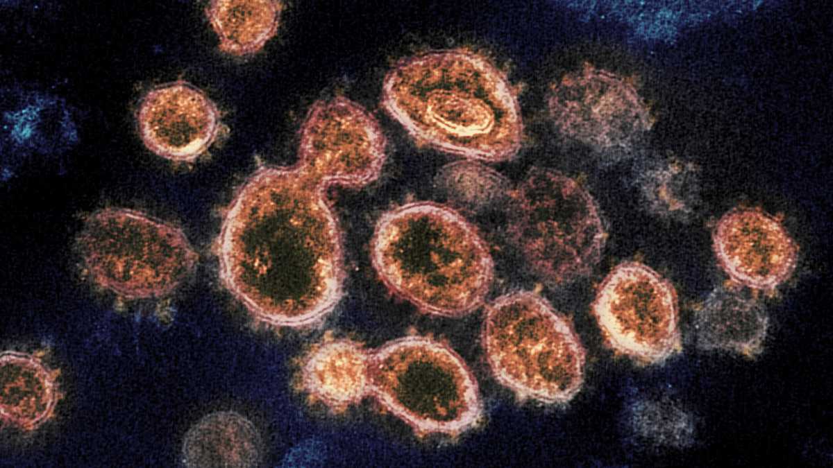 Immagine di L’incontro tra due virus e il rischio di mutazioni complementari
