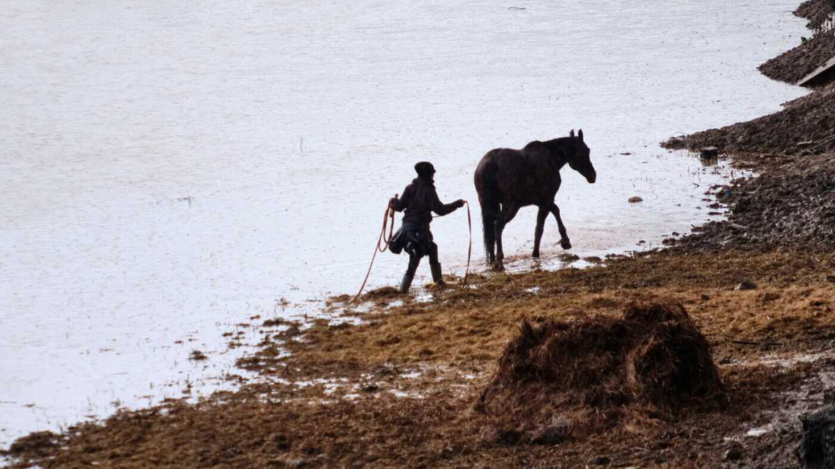 Immagine di Anche il mondo dei cavalli ha la sua pandemia
