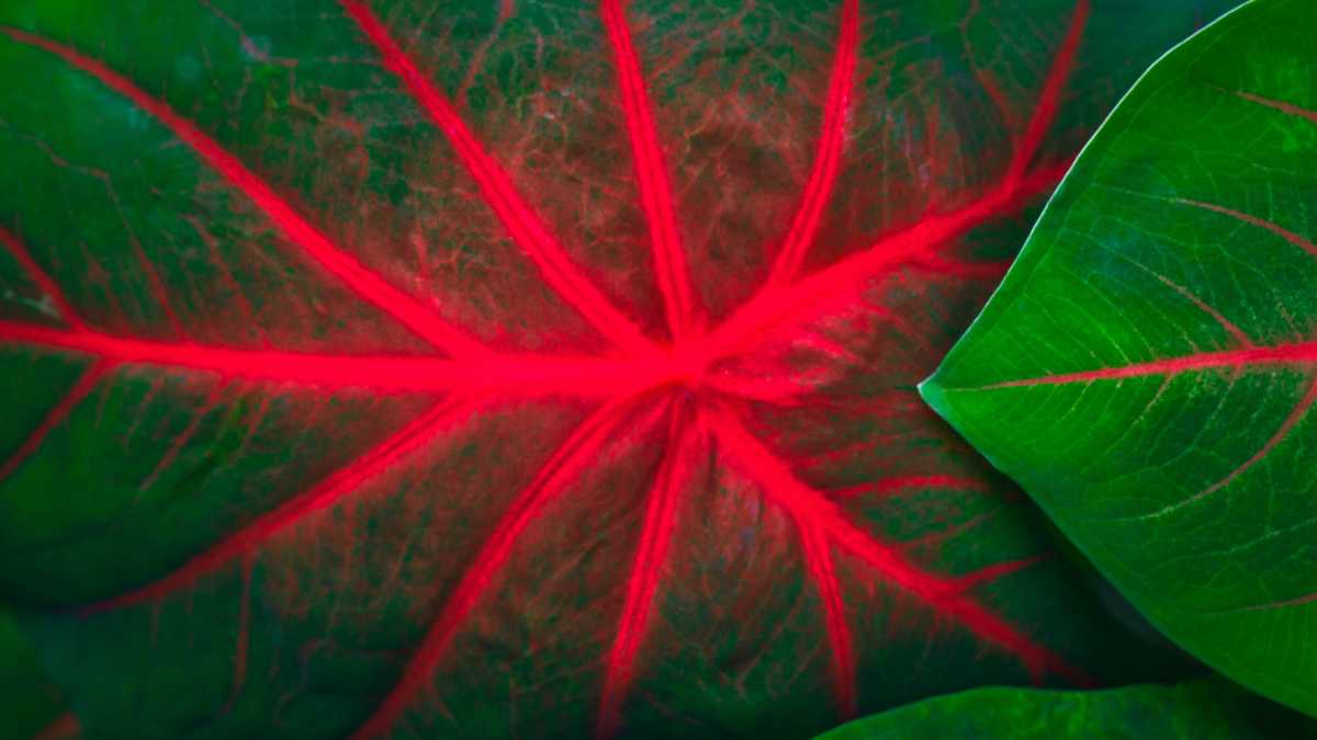 Immagine di L'asimmetria. Fra due amanti, c’è sempre chi attende