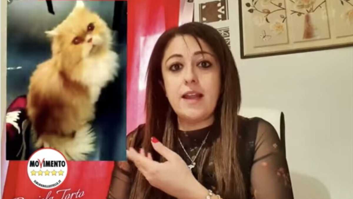Immagine di "Appello per Grisù". L'interrogazione parlamentare della deputata M5s sulla scomparsa di un gatto