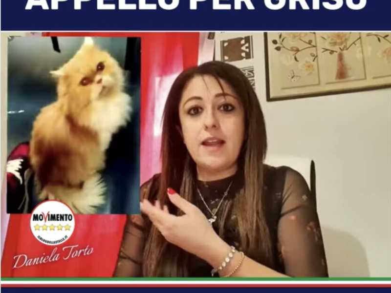 "Appello per Grisù". L'interrogazione parlamentare della deputata M5s sulla scomparsa di un gatto