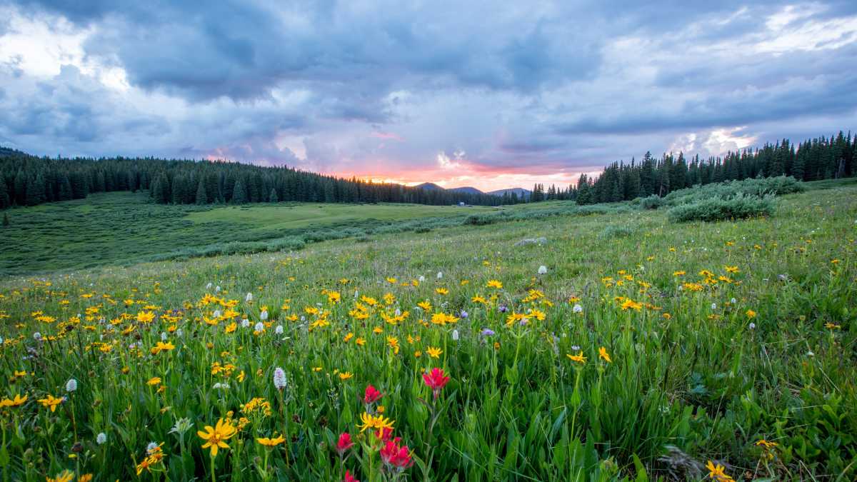 Immagine di “La primavera perfetta” di Enrico Brizzi