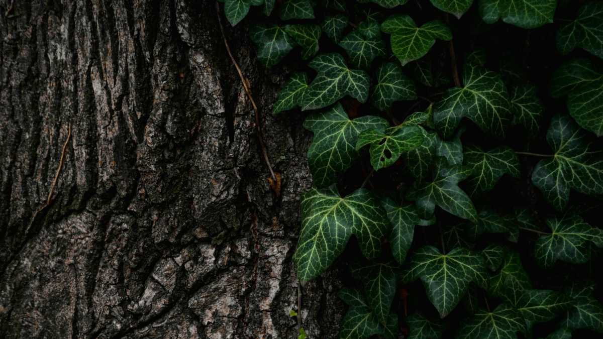 Immagine di La natura mi fa orrore per la sua violenza