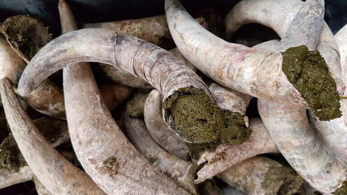 Immagine di Le falle argomentative del Senato sulla stregoneria biodinamica
