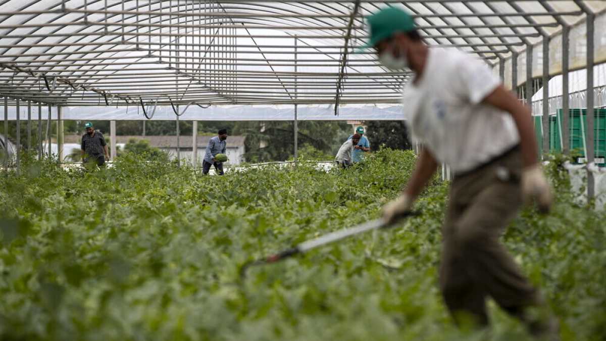 Immagine di Come funziona il business del biodinamico. Il caso di Demeter