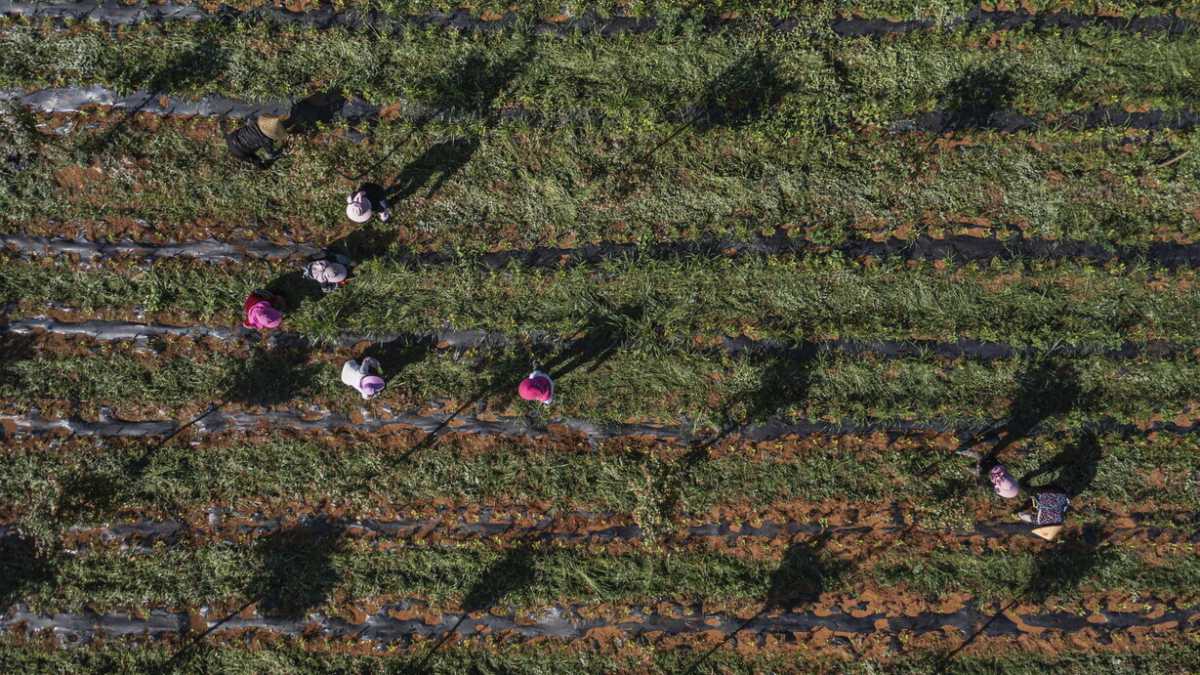 Immagine di Il ddl sull'agricoltura biodinamica è l'ultimo segnale senza basi scientifiche dell'Italia
