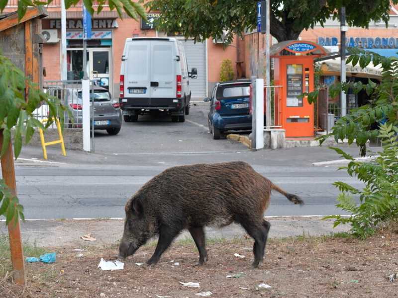 " A Roma, se a Ponte Milvio non fai l'aperitivo con il cinghiale, sei fuori moda", ha detto Matteo Salvini la scorsa settimana (LaPresse)