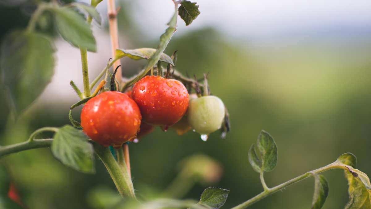 Immagine di L’eterna review biodinamica. Il presunto supporto scientifico