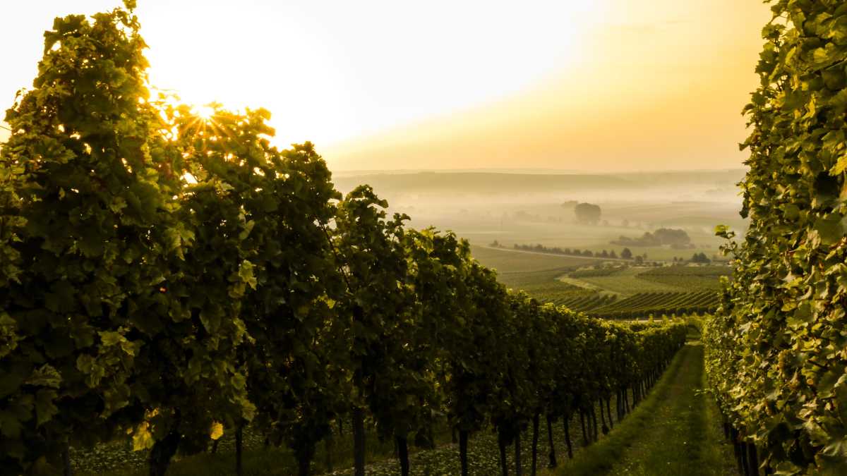 Immagine di L’agricoltura biodinamica dà i numeri, e i conti non tornano