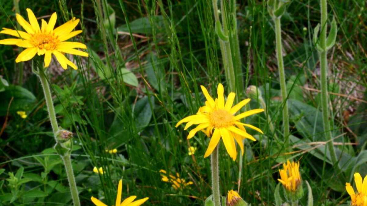 Immagine di No, l'arnica no