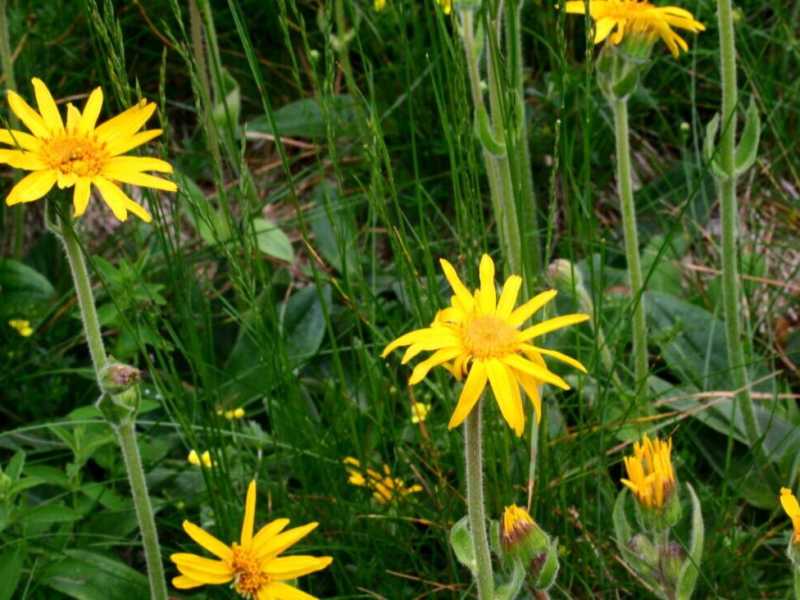 Arnica montana (da Wikipedia)