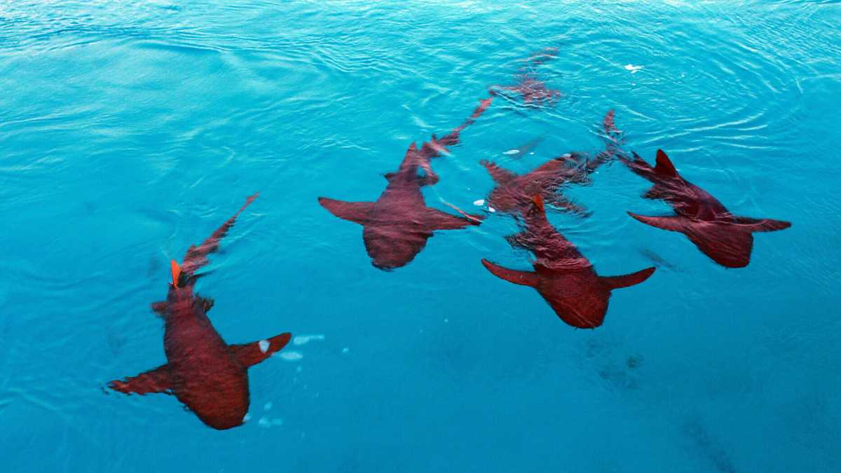 Immagine di Gli attacchi degli squali non fanno paura se non li chiami attacchi