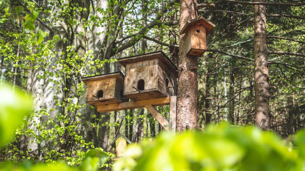 Immagine di Filosofi antiumani che vogliono la dissoluzione delle specie