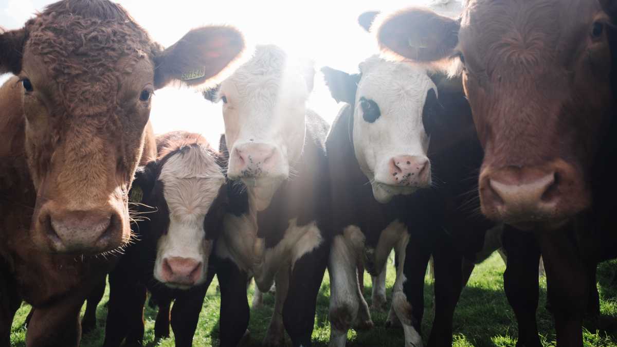 Immagine di Non esistono carnivori