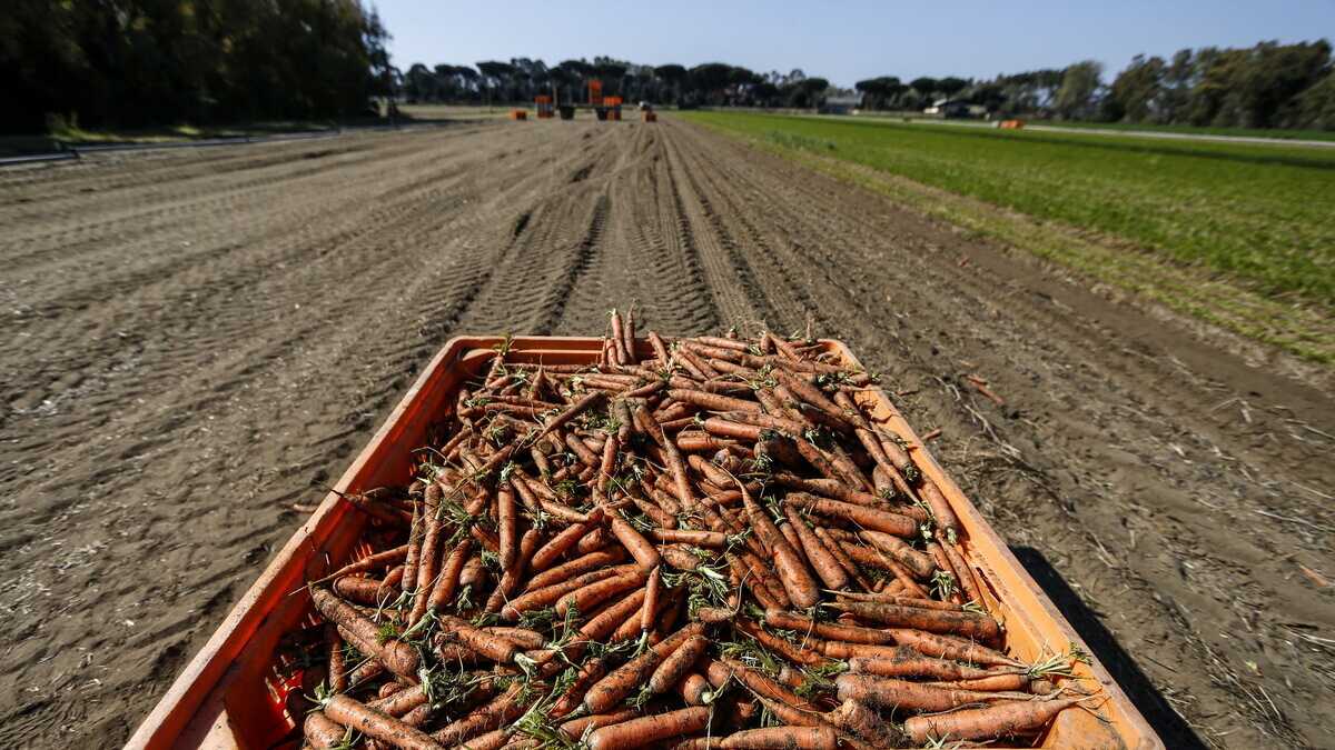 Immagine di Quei soldi strappati alla scienza per finanziare le favole bio