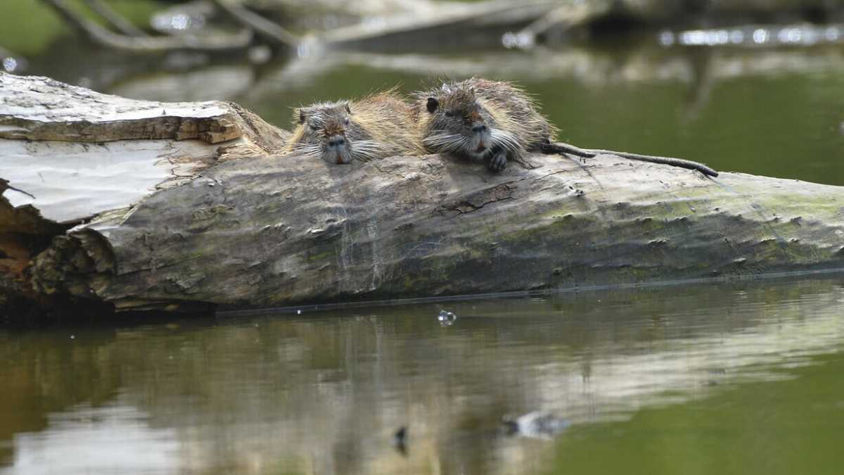 Immagine di Anche i mangiatori di nutrie augurano buone vacanze