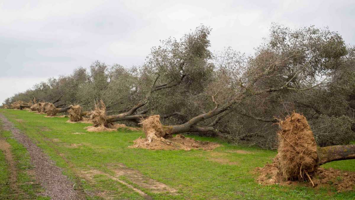 Immagine di La Xylella dei pm