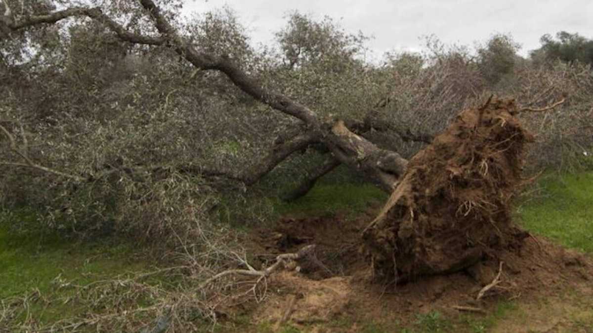 Immagine di “Incredibile sciatteria”. Quattro anni di un’inchiesta antiscientifica sulla Xylella