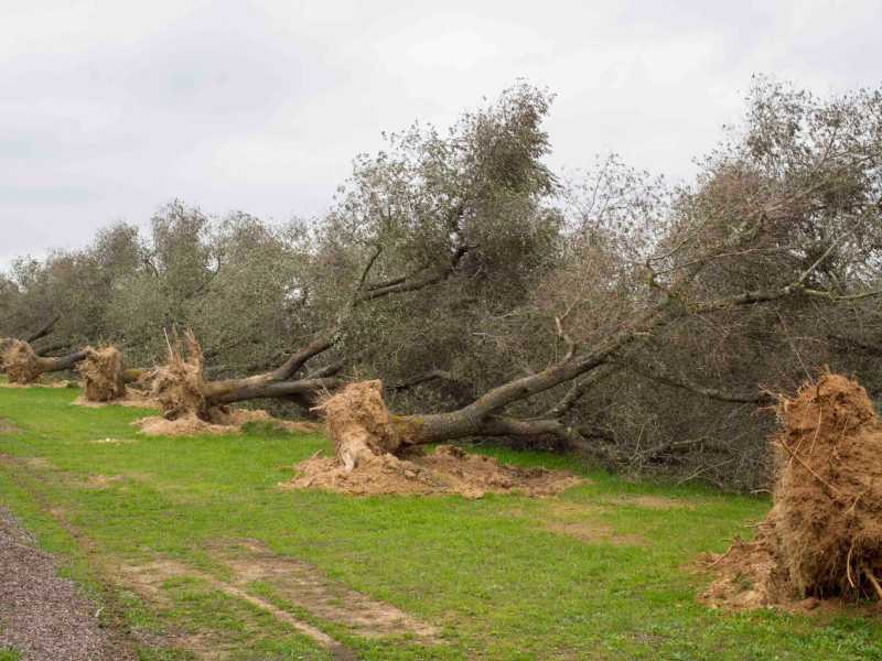 Alberi di ulivo eradicati nel 2015, nell'ambito del Piano Silletti contro la Xylella fastidiosa (foto LaPresse)