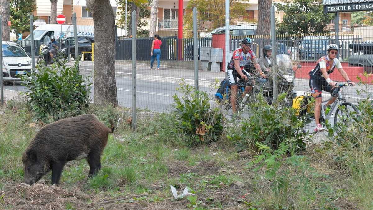 Immagine di Zingaretti arruola cacciatori per contenere i cinghiali della Raggi
