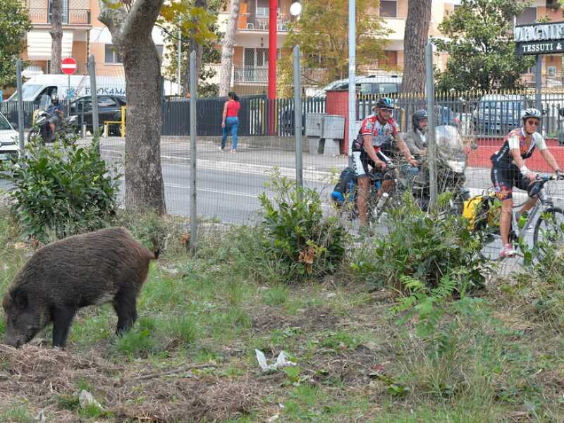 Cinghiali nel parco di Tomba di Nerone su via Cassia (LaPresse)&nbsp;<br />