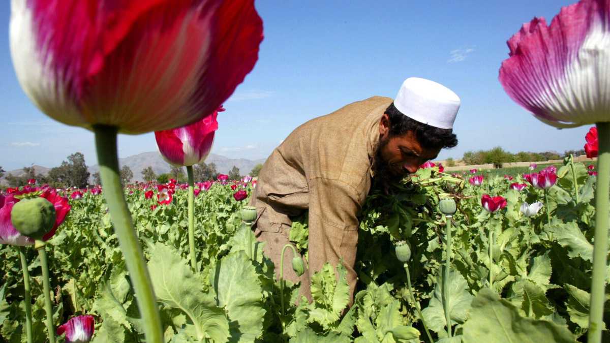 Immagine di L'oppio dell'Afghanistan