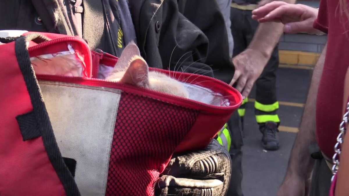 Immagine di "Un ber miracolo der...". Diario di due gatti sopravvissuti
