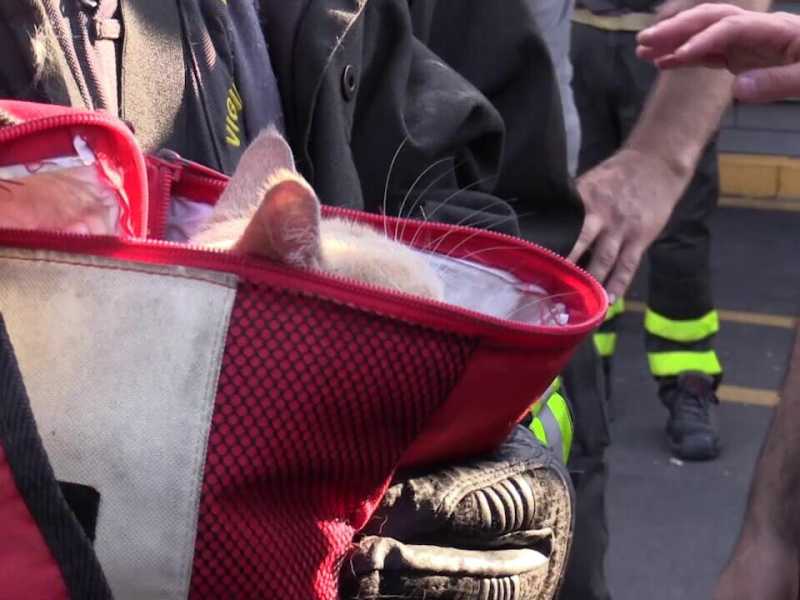 "Un ber miracolo der...". Diario di due gatti sopravvissuti