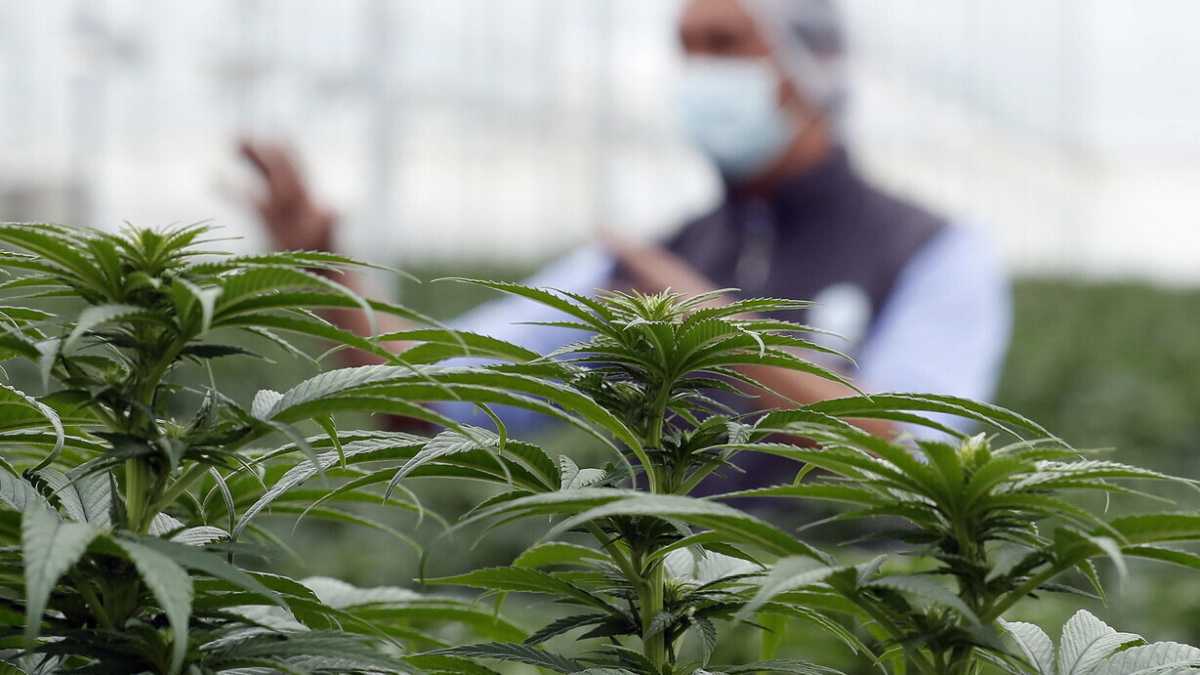 Immagine di Rileggere Paolo Borsellino sulla legalizzazione della cannabis