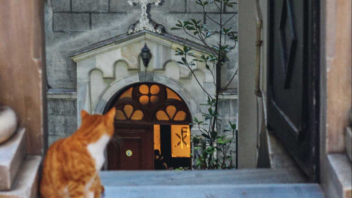 Immagine di Lasciamo predicare il Vangelo ai gatti, godono di un certo credito