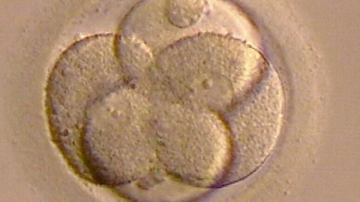 Immagine di Con la “predizione genomica” in America si sceglie tutto dei propri figli
