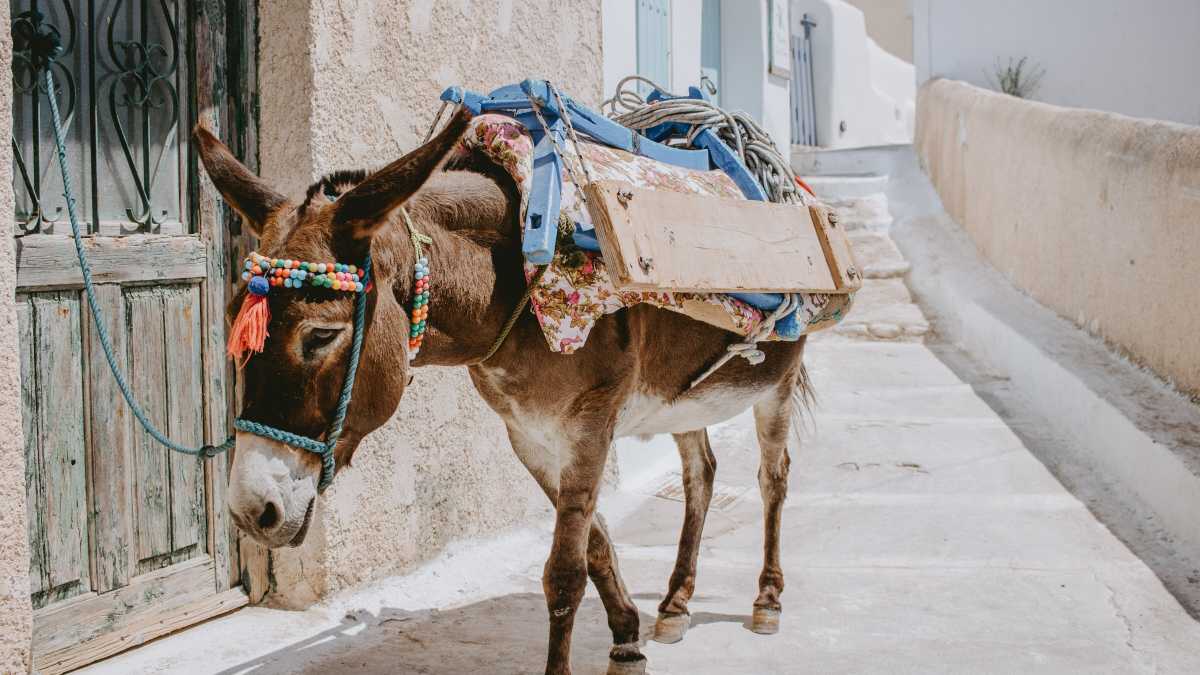 Immagine di "Slow", un'altra ossessione linguistica dal significato scarso