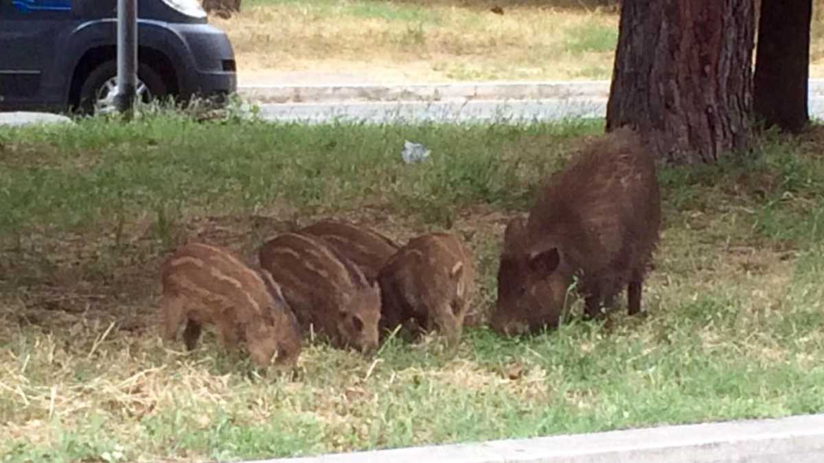 Immagine di Cinghiali urbani: "Intelligentissimi. Arrivano col passaparola". Parla il presidente del Bioparco