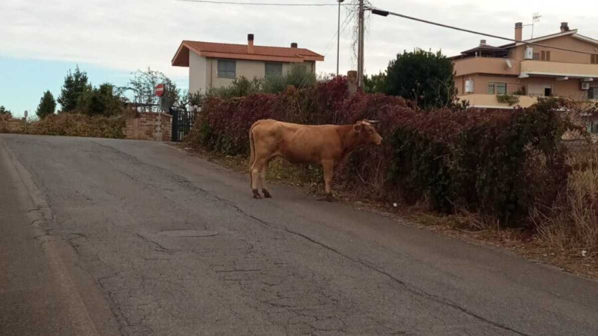 Immagine di Un toro a Roma? Il cortocircuito nella Capitale