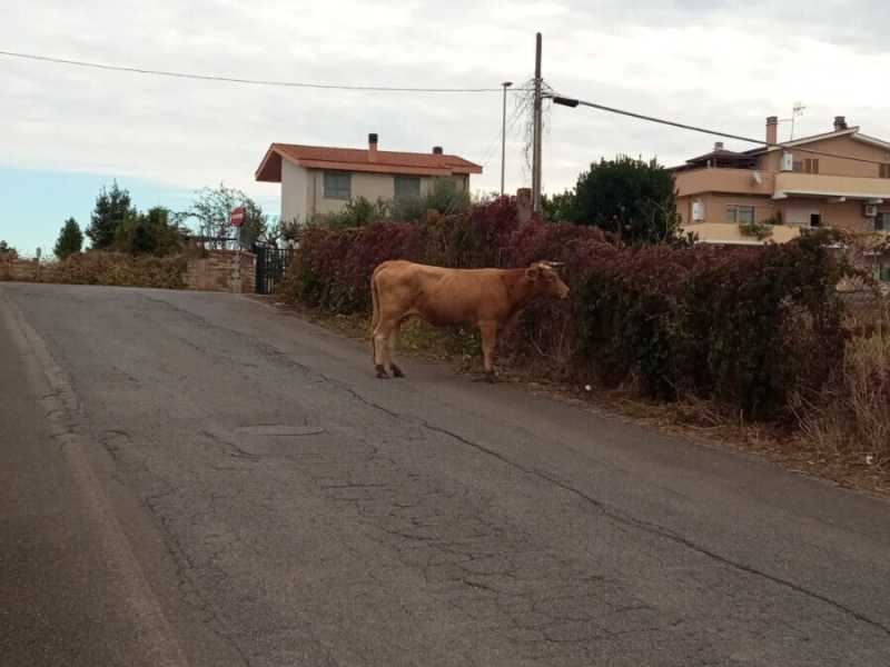 Un toro a Roma? Il cortocircuito nella Capitale