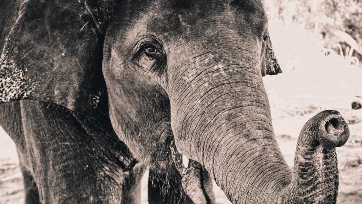 Immagine di L'appropriazione culturale spiegata da un elefante subacqueo