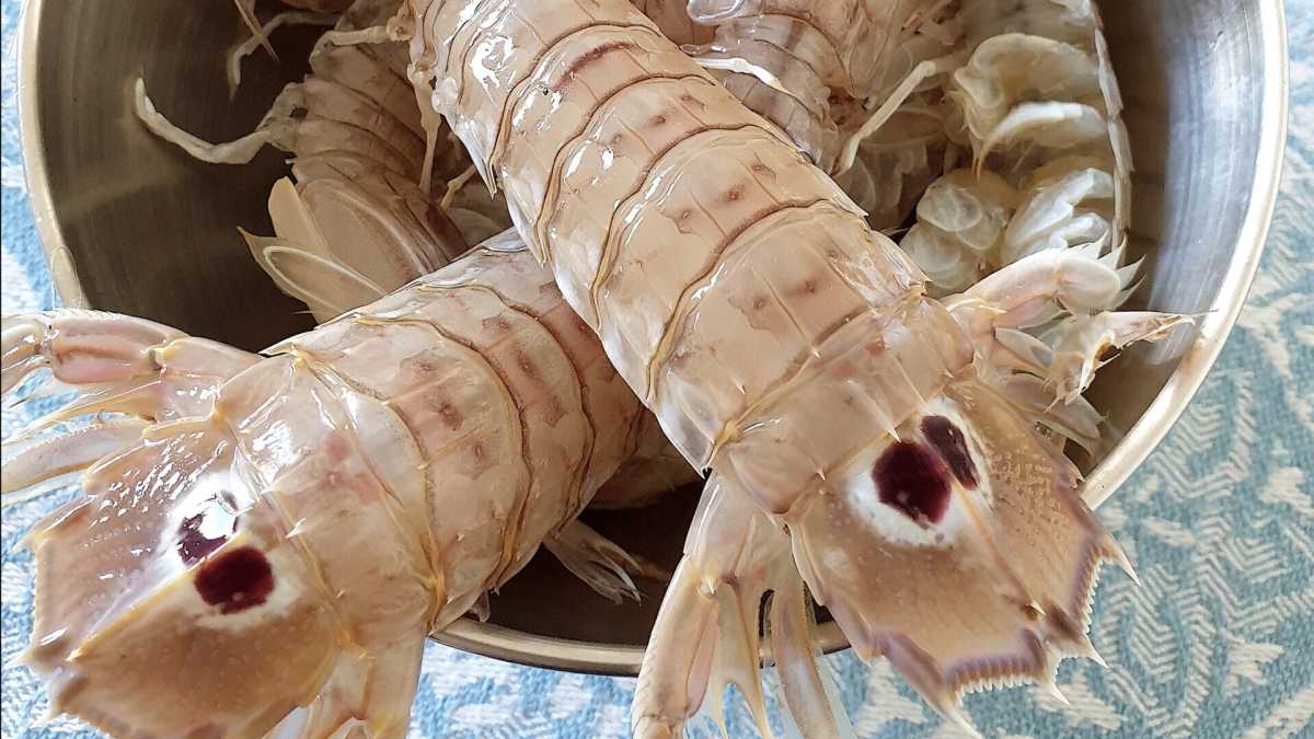 Immagine di Cucinare le cicale vive non è sadico, è morale