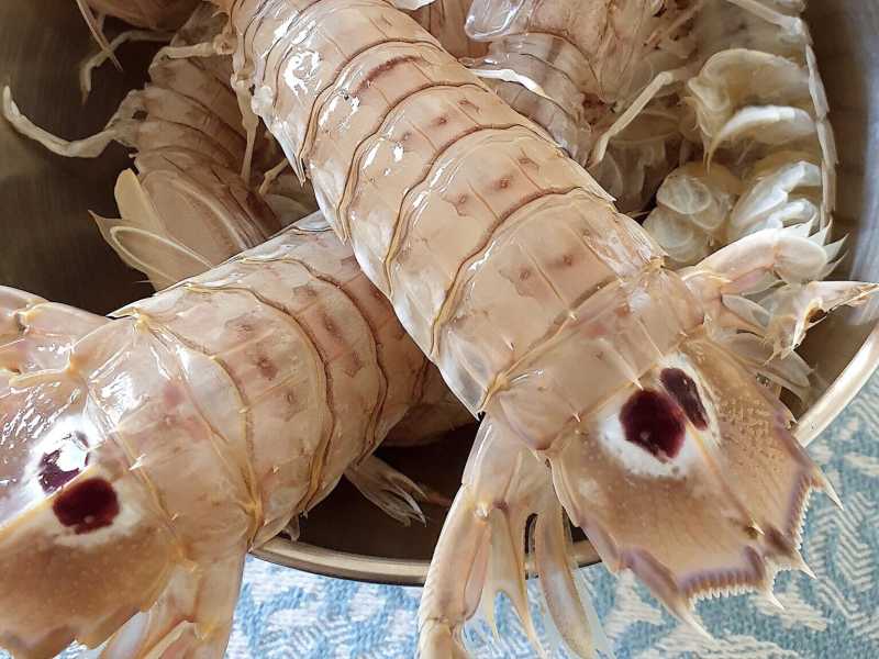 Le cicale di mare, foto di Camillo Langone&nbsp;