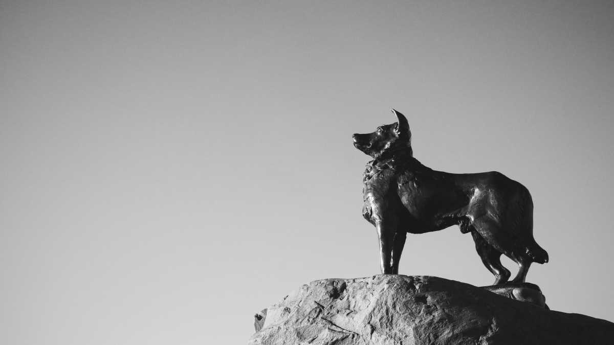 Immagine di Meglio morire da cani che arrivare alla fine umiliati nel corpo e nell’anima