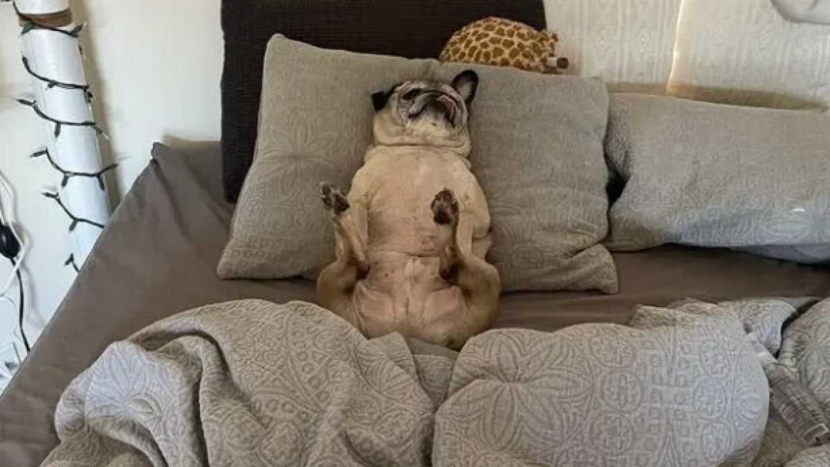 Immagine di Il cane-oracolo di TikTok e l'algoritmo che non è affatto innocuo
