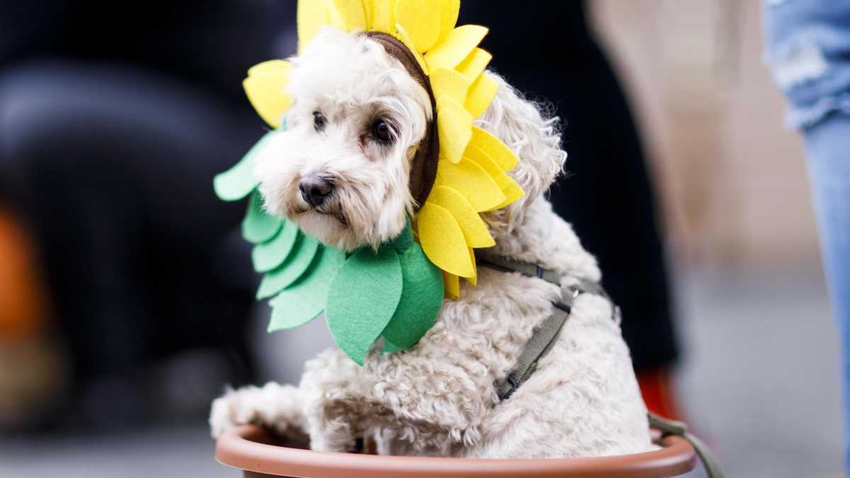 Immagine di Anche i cani sfilano con addosso il vestito "Tax the rich"