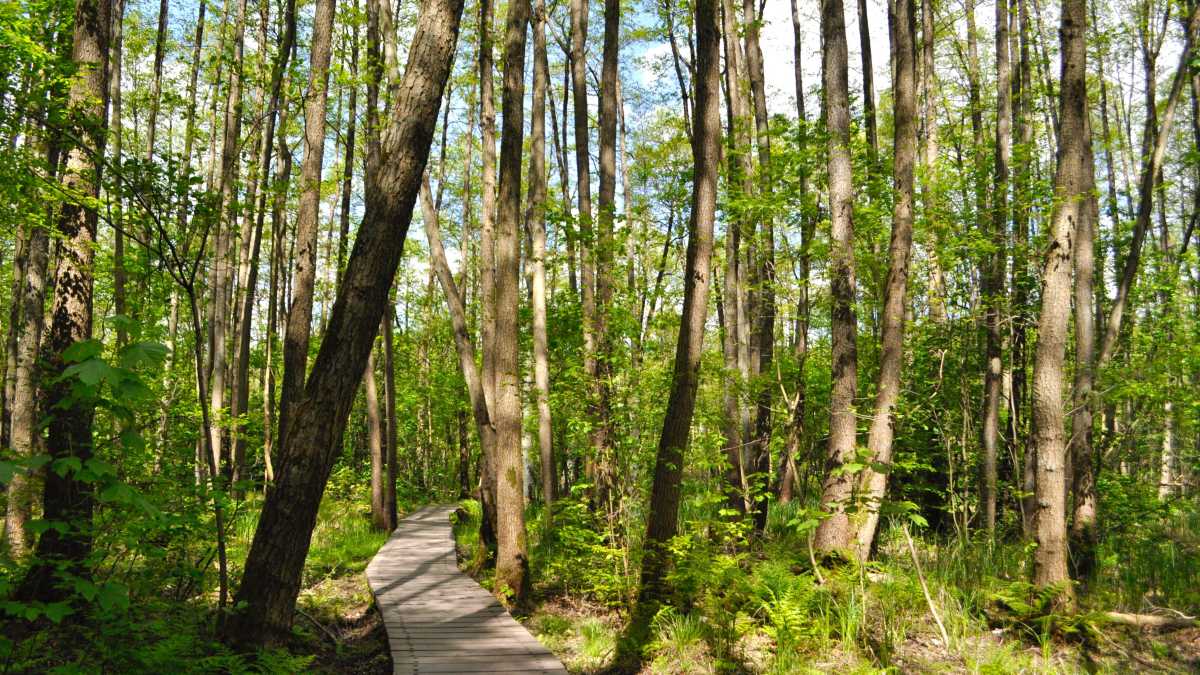 Immagine di Piantare alberi è un’idea semplice e giusta per uscire dal bla bla