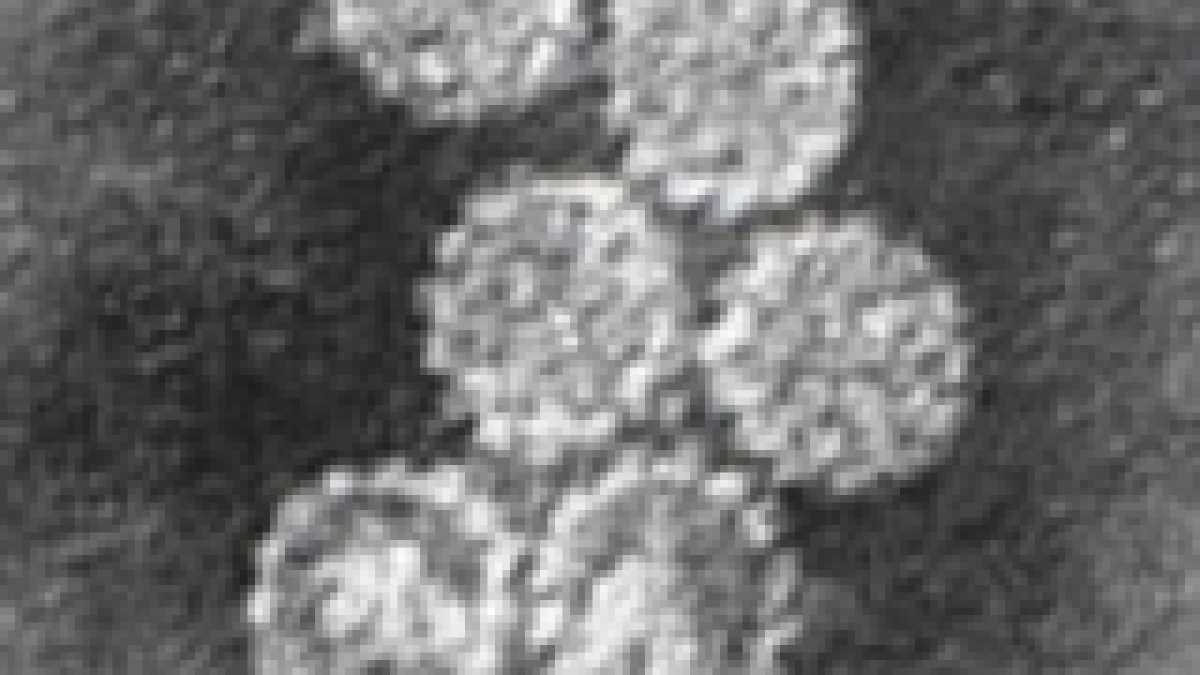 Immagine di Con il vaccino anti-papillomavirus calano dell'87 per cento i casi di tumore al collo dell'utero