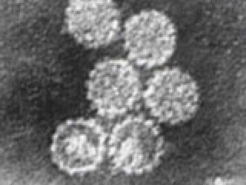 Con il vaccino anti-papillomavirus calano dell'87 per cento i casi di tumore al collo dell'utero