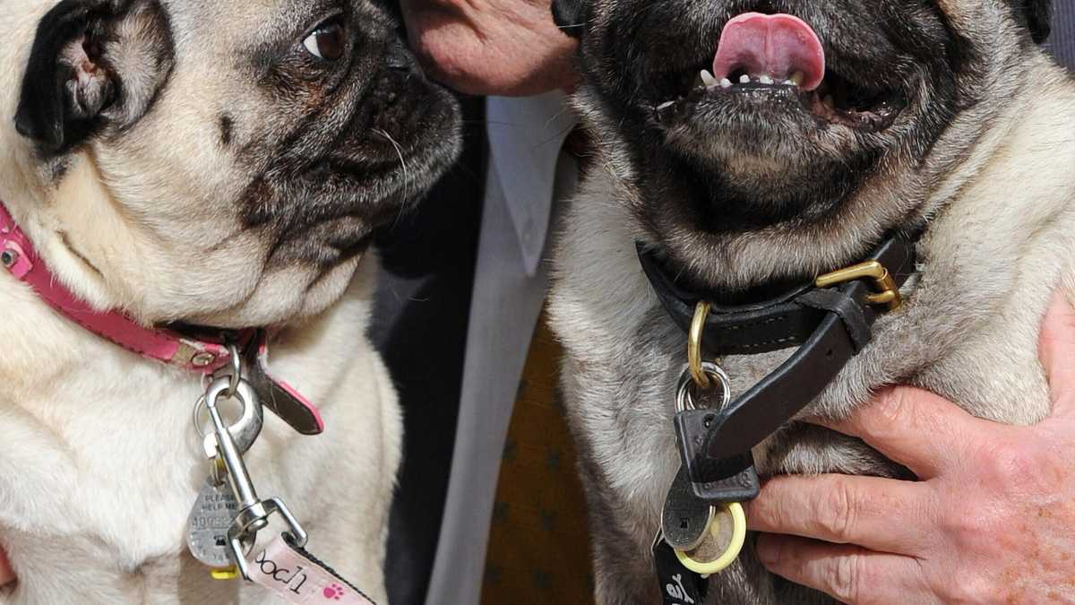 Immagine di Il bulldog di David Amess è il cane dell'anno